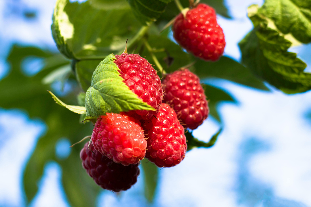 Tout savoir sur la framboise : origines, bienfaits, usages et conseils pratiques