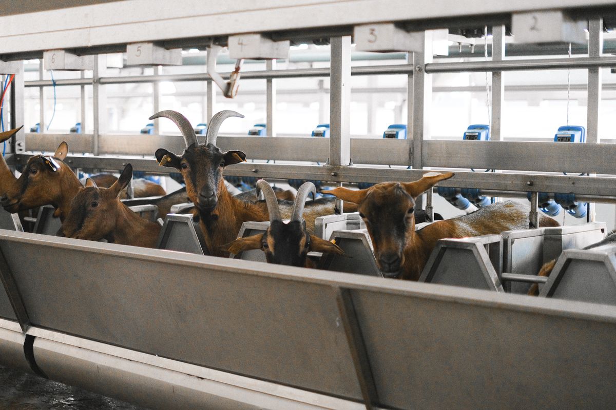 Lait de vache ou lait de chèvre : différences, bienfaits et conseils pratiques