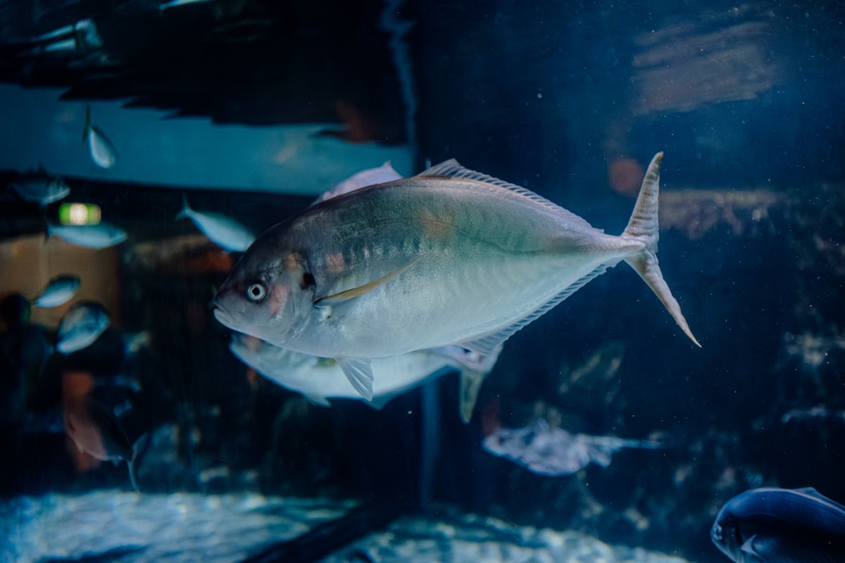 Mercure dans le poisson : lesquels éviter enceinte ?